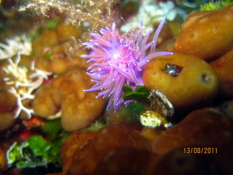 Flabellina affinis